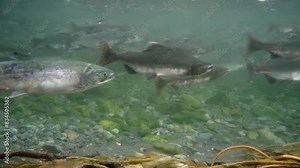 A captivating underwater view showcasing the migration of salmon in a clear river. The fish swim against the current, navigating the rocky riverbed. An amazing natural event occurring in pristine