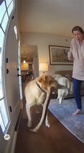 My Dog Brought Home a Python… and I Freaked Out!#dog #python #petshock #wildanimal #unexpectedmoment