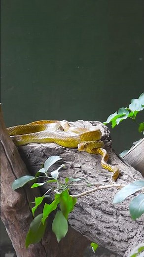 Golden Grace: The Slithering Beauty of Rat SnakesGolden Rat Snake 16