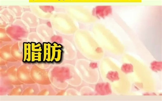 3D动画演示脂肪消失过程