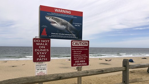 Shark attacks are incredibly rare. But if you do encounter a shark, here's what to do