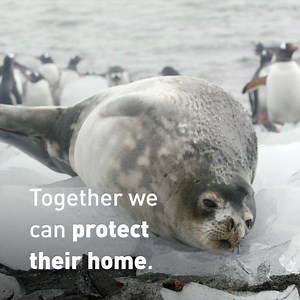 15K views · 1.2K reactions | We need your help to protect vulnerable...