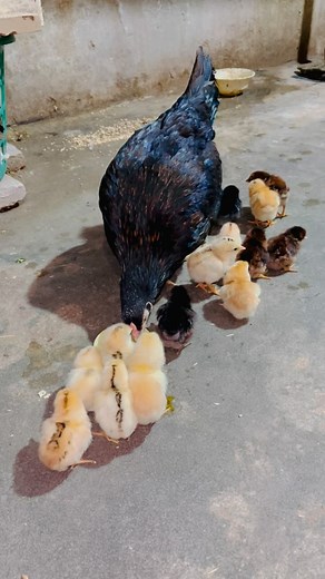 10K reactions · 300 shares | Flashing Saima’s chicks  Desi Kurak Murgi brooding cycle 133 #hen #shorts #youtube #youtubeshorts #pets #nabilshzd #nabilistan #nabilverse #reels #reel #HenLife #ChickLove #FarmFriends #FeatheredFamily #InstaChicks #CountryLiving #BackyardPoultry #FarmLife #HensofInstagram #InstaFarm | Nabil Shahzad | Facebook