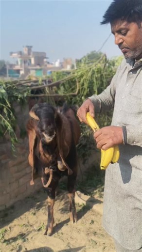 ✧♥⁠╣Gokhu Baghi✨ Gaot farm╠⁠♥✧ on Instagram