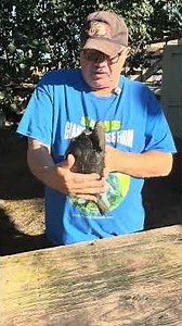 ID#1764 9 1/2" Aldabra tortoise smooth Shel great shape : Exceptional