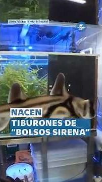 Nacen tiburones con huevos esculturales “de aspecto alienígena” #shorts