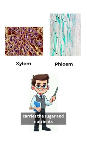 Difference between Xylem and Phloem Xylem VS Phloem #trendingreels #biology #science #neet #gk
