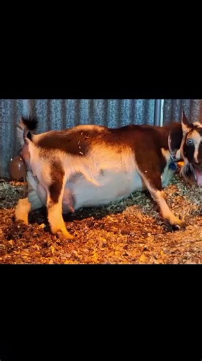 #Watch #a #goat #give #birth #with #difficulty #without #assistance@🐓SHWE AUNG LAN🐓 @elle