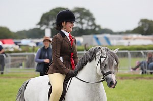 How to show a small breed mountain and moorland pony - Horse & Hound