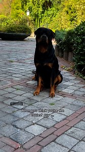who is the coolest guy… #rottweiler #cutedogs #rottweilersoftiktok | MJ Rottweilers