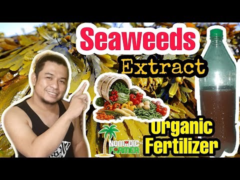 How To Make Seaweed Extract | Organic Liquid Fertilizer
