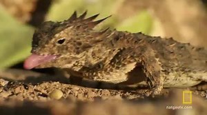 38K views · 1.2K reactions | Take a journey through Saguaro National Park, home to the largest cactus in the United States. From towering cacti to Costa's hummingbirds and floral blooms, Saguaro offers hidden gems both large and small. #TravelTuesday | National Geographic TV | Facebook