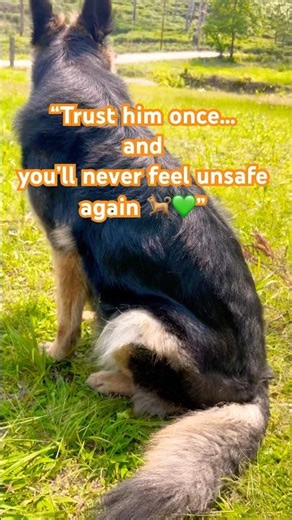German Shepherd-Born to guard, built to protect 🐾🛡️” #germanshepherd #dutchshepherd#dogguard