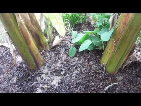 Maintaining a Banana Plant