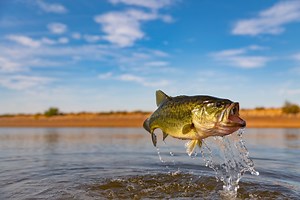 Big Mouth Billy Bass now talks back with AI