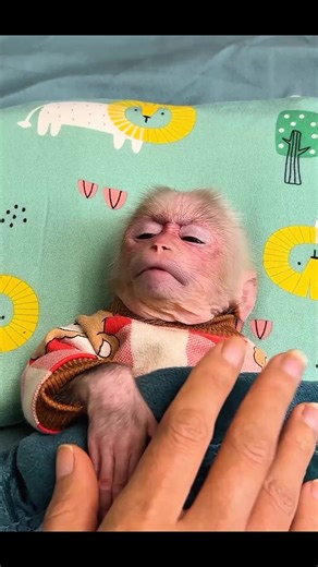 Monkey Toon Skips School to Play with Toys