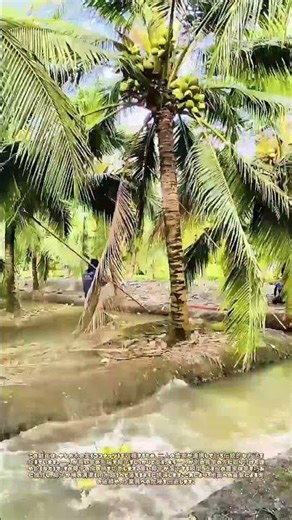 長竿の共演：溝渠へ導かれる椰子の落下術