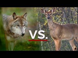 Are wolves to blame for the deer decline in Northern Minnesota