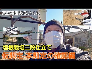 [Shine Muscat] Part 55: An incident occurs during pruning!? [Interesting Neighborhood Series]