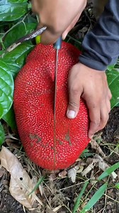 1.6M views · 10K reactions | Amazing Nangka  #fbreelsfypシ゚viralシ #fyiシ゚viral #comedyreels #fypageシ #foryou #fyp #trendingvideo #highlights | 헪험헡헦 헧헩 | Facebook