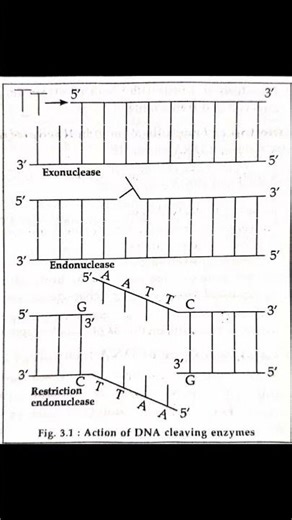 #part 2 tools and techniques of DNA technology 🧬 (recombinant DNA technology)