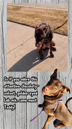 Teddy is a 1-year-old chocolate Lab mix weighing in at 60 lbs of pure love. This handsome guy is the full package — he’s house trained, crate trained, and already knows his basic commands, so he’s ready to settle right into your home.Teddy is kid-friendly, dog-friendly, and absolutely adores people. He’s playful, affectionate, and happiest when he’s getting attention (bonus points for belly rubs!). His velvety-soft coat and those striking, glowing golden eyes will melt your heart the moment you 