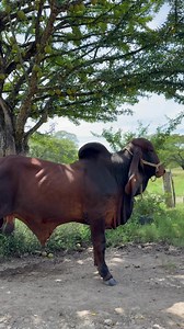 Toro indubrazil de transferencia de embrión un lujo de animal ( No DISPONIBLE ) #paratiiiiivideoviral🐂🐄🐄🇸🇻 #lujodeanimal | Rancho La Cruz
