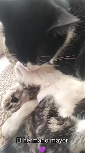 Macario es el hermano mayor de minimishito mamita shula y es así como la cuida y procura en la mishimanada, cómo punch, a mamita no la querían #gatos