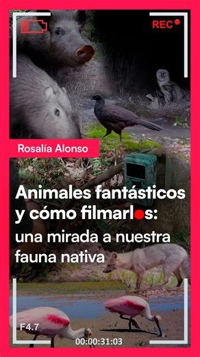 🐱🦦 Desde Solís de Mataojo, el proyecto Uruguay Fototrampeo nos enseña, a través de videos capturados con cámaras trampa, la diversidad de animales locales. 🔎 Rosalía Alonso recorrió el campo junto a Valentina y Agustino y nos invita a conocer más sobre nuestra fauna. | Canal 5 Uruguay