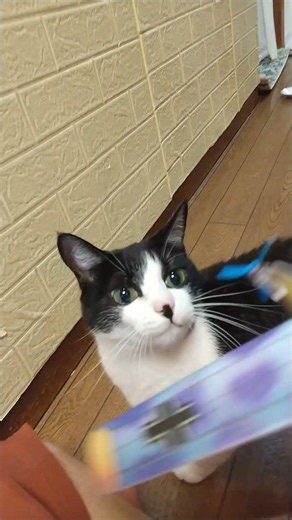 グライダー猫 空まで飛んでけパラグライダー