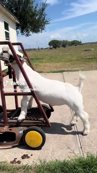 Exploring Livestock Show Techniques for Beginners