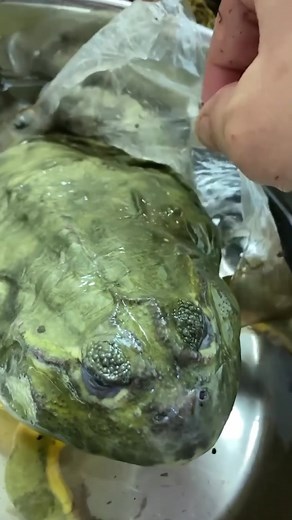 A frog that can go without water for up to two years 😱 see how it’s even possible, it’s so incredible #amazing #african ##pixiefrog##learnwithtiktok