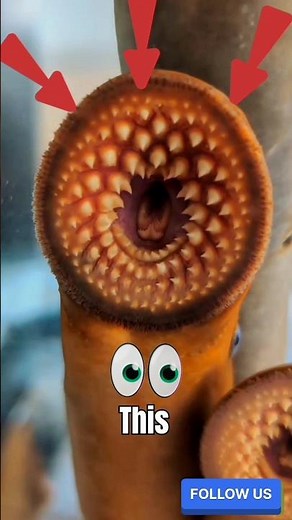 The Vampire Fish That Drinks BLOOD?! 😳 #shorts #lamprey #animals