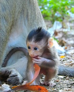 17K views · 469 reactions | Most adorable...baby monkey today - how cutest baby monkey ? | Jane Family | Facebook