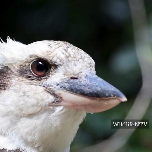 The Bird That Sounds Like It's Laughing #kookaburra #wildlife #animals #birds