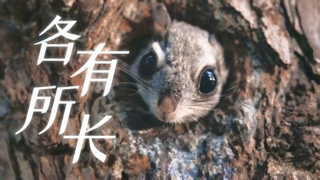 从惊人的适应性到独特的社交性，哺乳动物从进化的赛场中脱颖而出