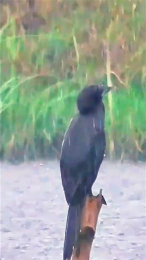 Underwater Hunter 🐦 | Great Cormorant