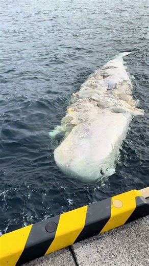 Gros Requin Blanc Dévore un Cachalot en Dérive