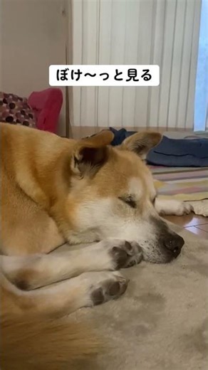 何しとるの？#大型犬のいる生活 #doggo #doggielife #癒し #rescuedog #保護犬を家族に #mydog #happydog