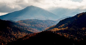 350-pound bear euthanized after ripping into family’s tent, scratching child and mother