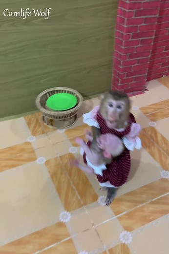 24K views · 365 reactions | Adorable baby monkey feeling lovely that mummy take care and sharing food to eating delicious | Camlife wolf | Facebook