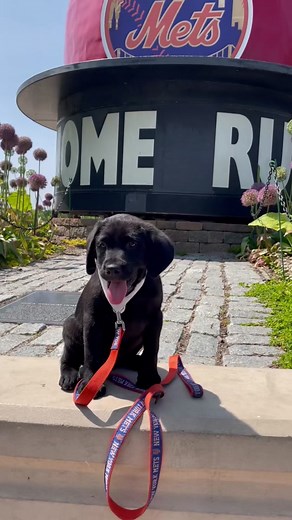 Introducing our new @MetsVetDog 🤩🐾 #mets #baseball #mlb #puppy #dog