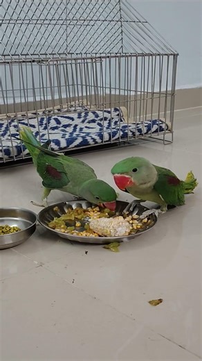 #Two Cute Parrots Eating Grapes & Corn 🐦🍇🌽 | Adorable Feeding Time ❤️ #parrot #talkingparot #birds