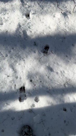 What’s the furthest you’ve taken a buck track? | Northwoods Whitetails