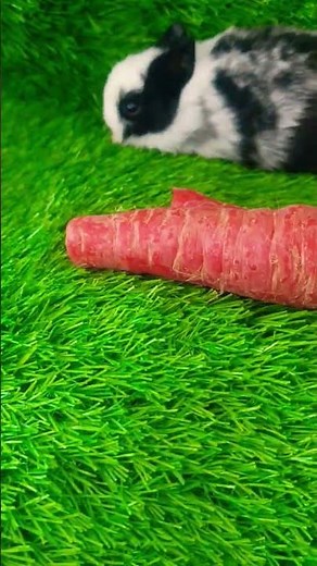 Baby hotot and baby dutch rabbit🐇🐇🐰🐰😍😍 #rabbit #cuteanimal #bunny #cutepet #cute #mycuterabbit