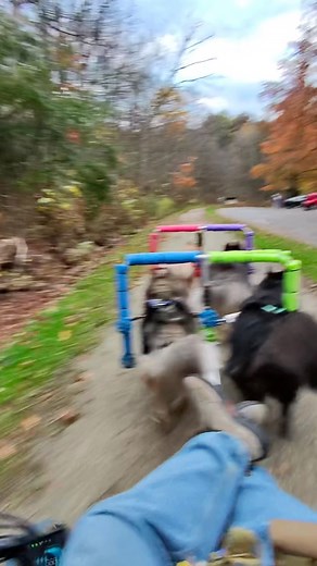 1.3M views · 36K reactions | We ran into a couple leashed dogs  on our last adventure and here’s how we ONBY:) #SledDogTalk #WooFDriver #GAPtrail | WooFDriver | Facebook