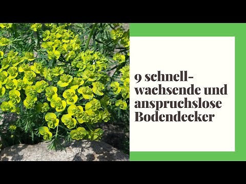 9 ground covers – fast-growing and undemanding, they fit perfectly into your garden!