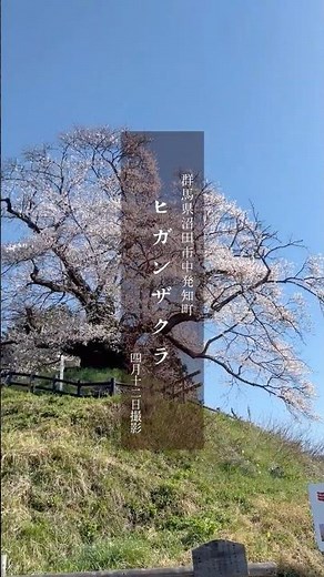 【群馬桜名所】天然記念物！発知の彼岸桜 #群馬県沼田市 #桜名所 #お花見スポット #群馬観光 #ヒガンザクラ