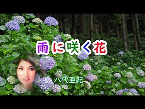 雨に咲く花 宴 八代亜紀