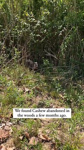 440K views · 1.2K reactions | Uncle Neil's Home received messages...